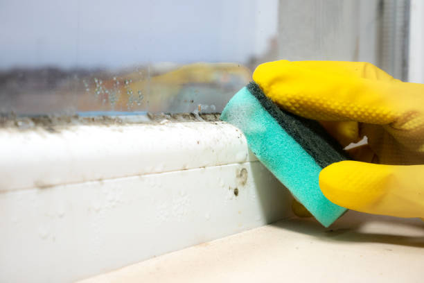Certified Mold Removal in Oak Ridge North, TX