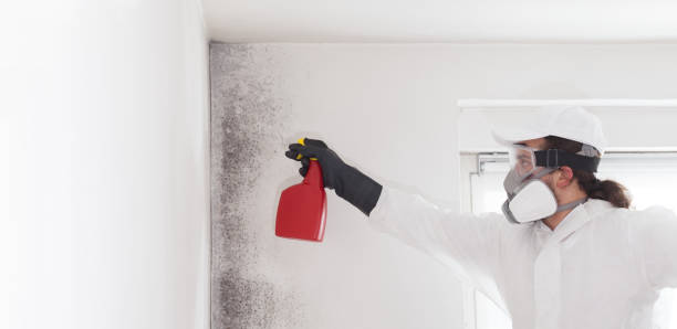 Attic Mold Removal in Oak Ridge North, TX