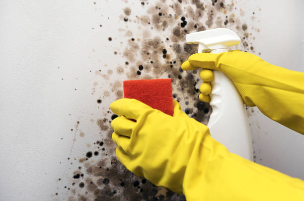 Best Home Mold Removal  in Oak Ridge North, TX