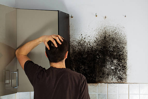 Best Same-Day Mold Removal  in Oak Ridge North, TX