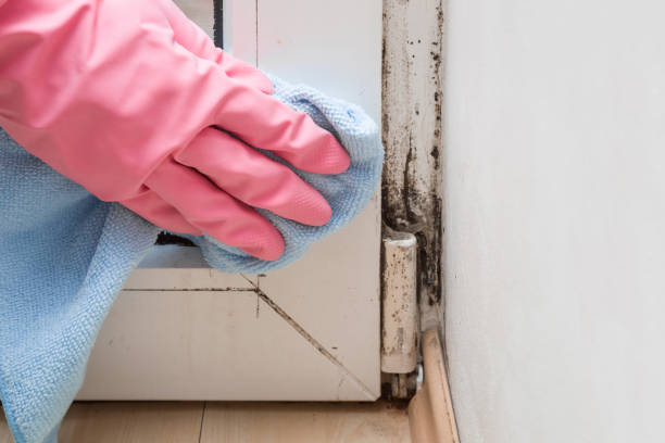 Best Mold Removal Near Me  in Oak Ridge North, TX