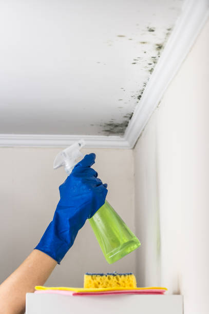 Best Residential Mold Removal  in Oak Ridge North, TX